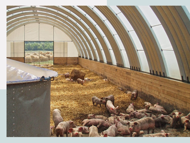 Строительство свинарников в Томске